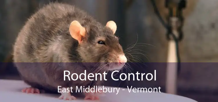 Rodent Control East Middlebury - Vermont
