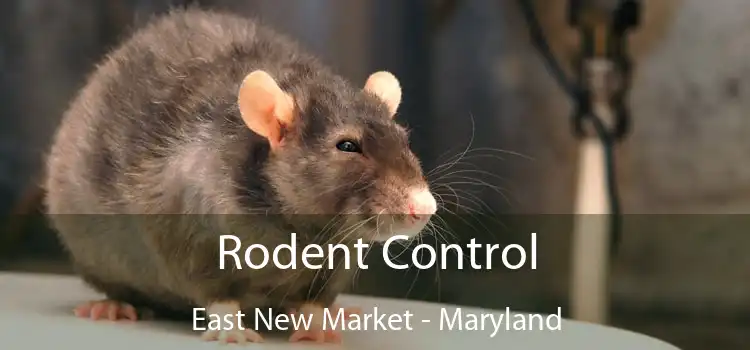 Rodent Control East New Market - Maryland