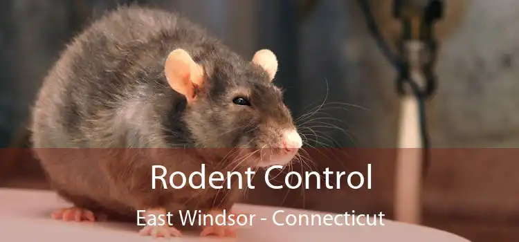 Rodent Control East Windsor - Connecticut