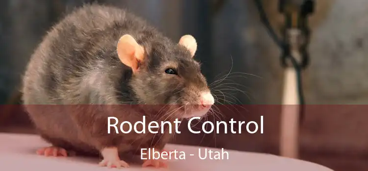 Rodent Control Elberta - Utah