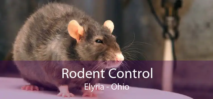 Rodent Control Elyria - Ohio