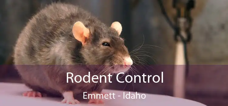 Rodent Control Emmett - Idaho