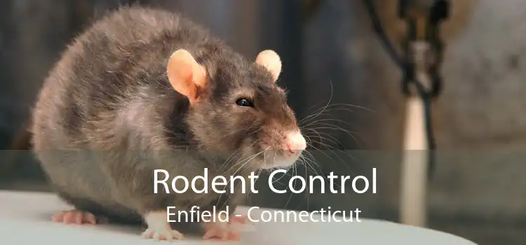 Rodent Control Enfield - Connecticut