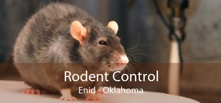 Rodent Control Enid - Oklahoma