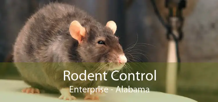 Rodent Control Enterprise - Alabama