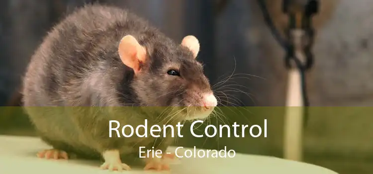 Rodent Control Erie - Colorado