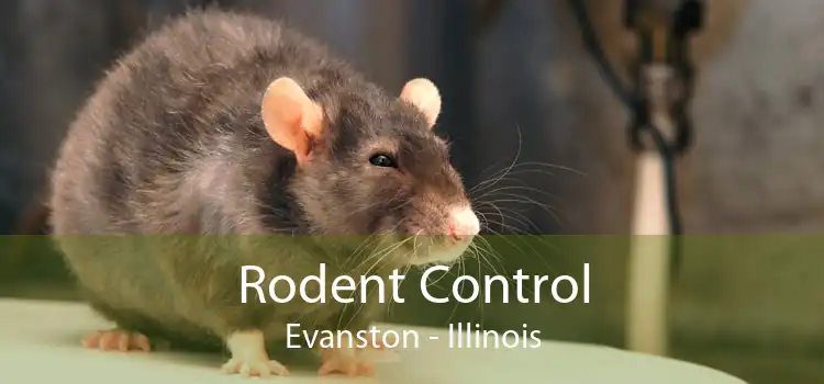 Rodent Control Evanston - Illinois