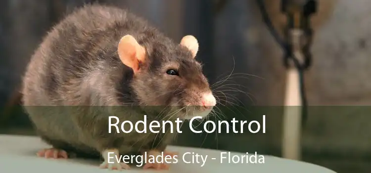 Rodent Control Everglades City - Florida
