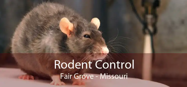Rodent Control Fair Grove - Missouri