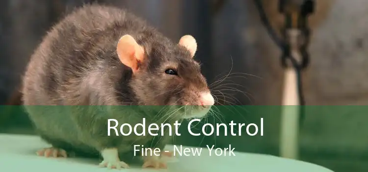 Rodent Control Fine - New York