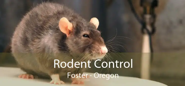 Rodent Control Foster - Oregon