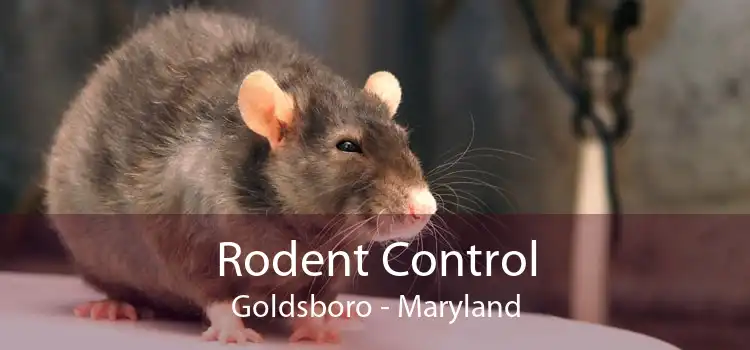 Rodent Control Goldsboro - Maryland
