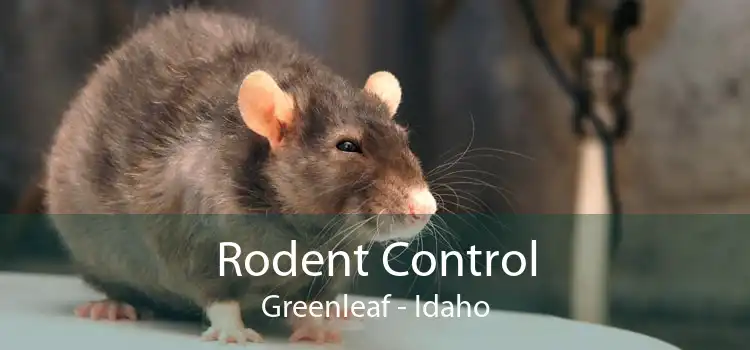Rodent Control Greenleaf - Idaho