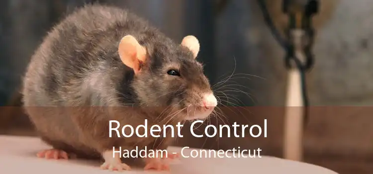 Rodent Control Haddam - Connecticut