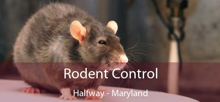 Rodent Control Halfway - Maryland