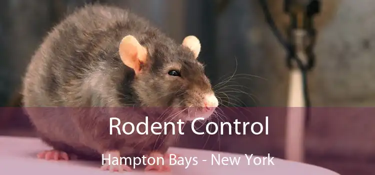 Rodent Control Hampton Bays - New York