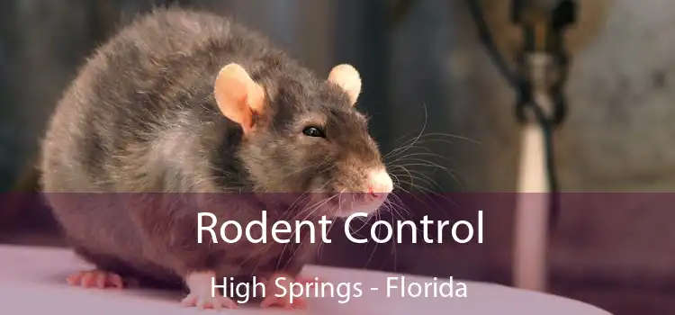 Rodent Control High Springs - Florida