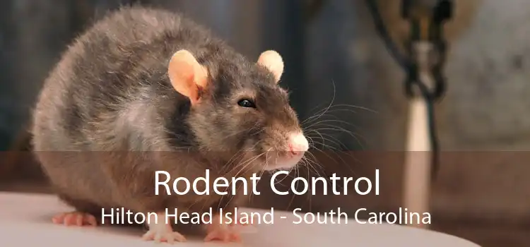 Rodent Control Hilton Head Island - South Carolina