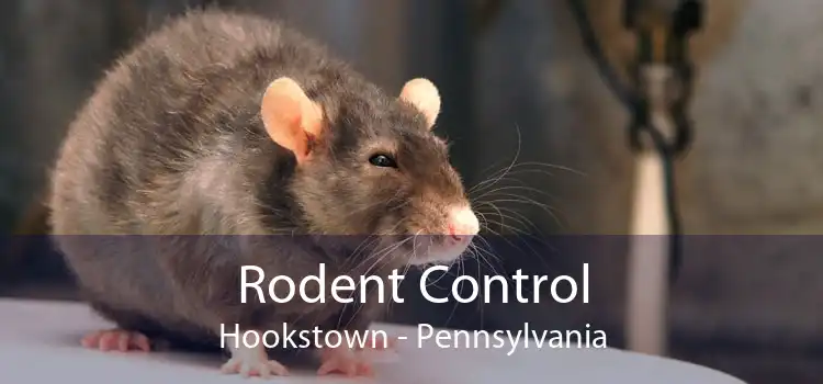Rodent Control Hookstown - Pennsylvania