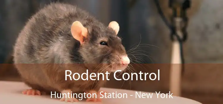 Rodent Control Huntington Station - New York