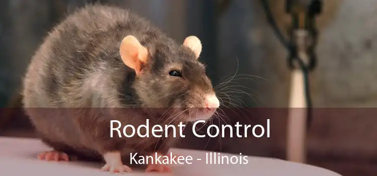 Rodent Control Kankakee - Illinois