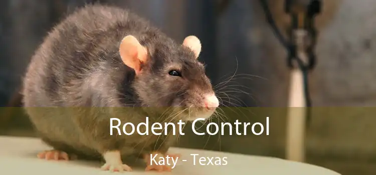 Rodent Control Katy - Texas