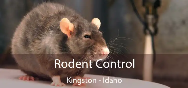 Rodent Control Kingston - Idaho