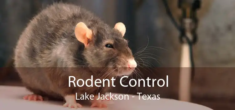Rodent Control Lake Jackson - Texas
