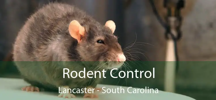 Rodent Control Lancaster - South Carolina