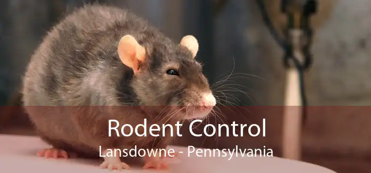 Rodent Control Lansdowne - Pennsylvania
