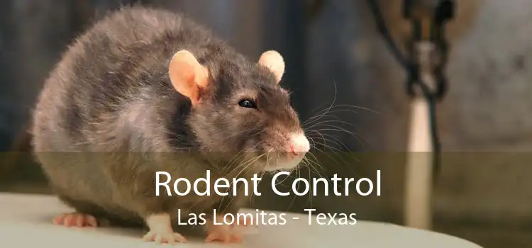 Rodent Control Las Lomitas - Texas
