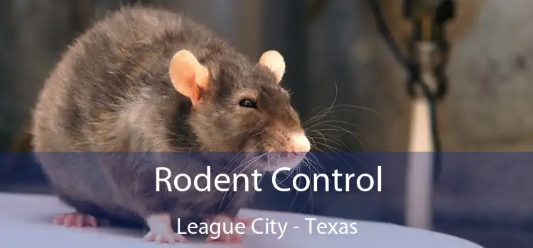 Rodent Control League City - Texas