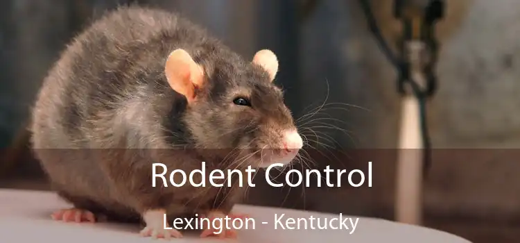 Rodent Control Lexington - Kentucky