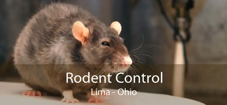 Rodent Control Lima - Ohio