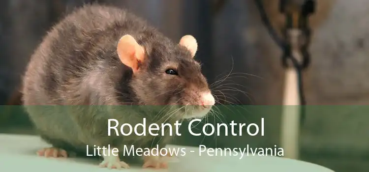 Rodent Control Little Meadows - Pennsylvania