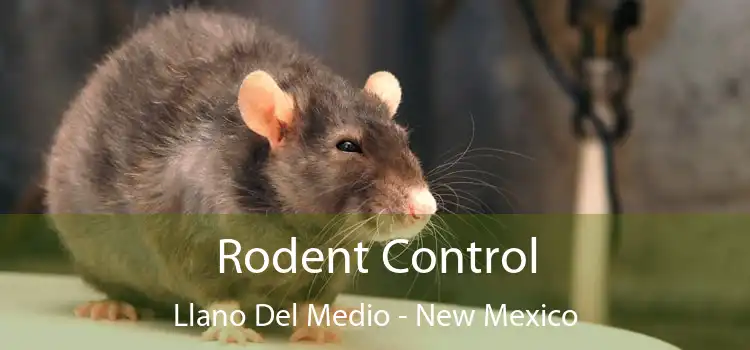 Rodent Control Llano Del Medio - New Mexico