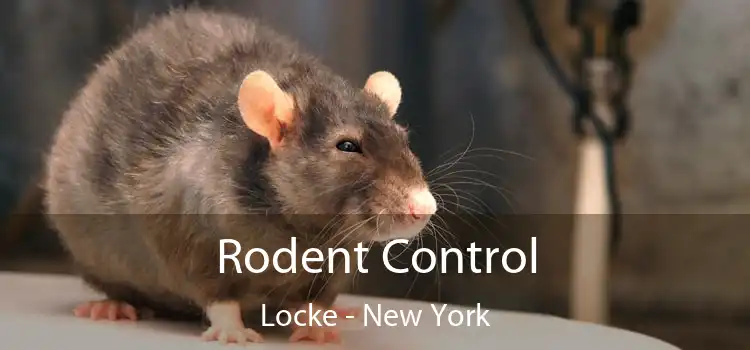 Rodent Control Locke - New York