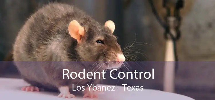 Rodent Control Los Ybanez - Texas