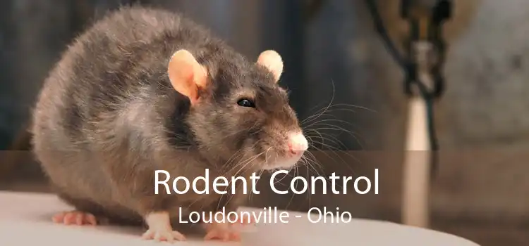 Rodent Control Loudonville - Ohio