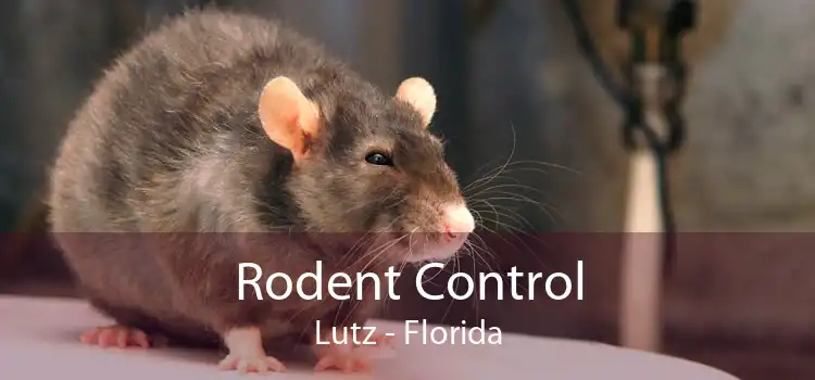 Rodent Control Lutz - Florida