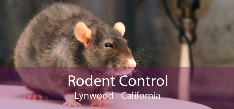 Rodent Control Lynwood - California