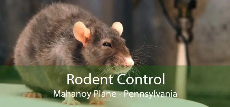 Rodent Control Mahanoy Plane - Pennsylvania