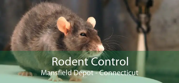 Rodent Control Mansfield Depot - Connecticut