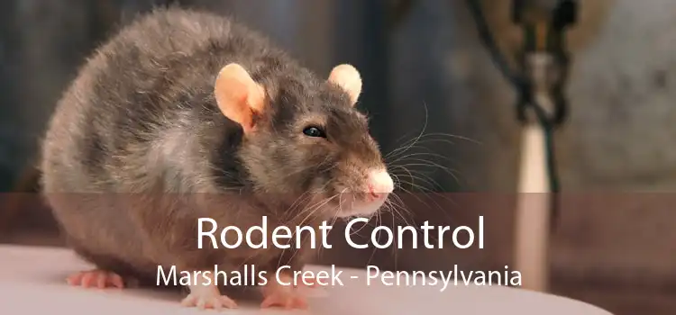 Rodent Control Marshalls Creek - Pennsylvania