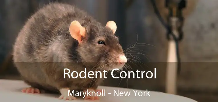 Rodent Control Maryknoll - New York