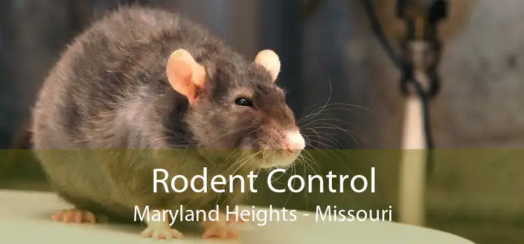 Rodent Control Maryland Heights - Missouri