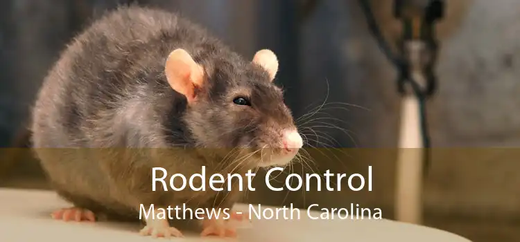 Rodent Control Matthews - North Carolina