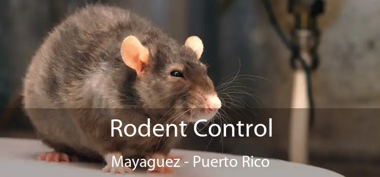 Rodent Control Mayaguez - Puerto Rico