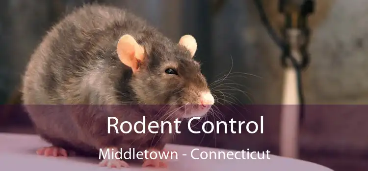 Rodent Control Middletown - Connecticut