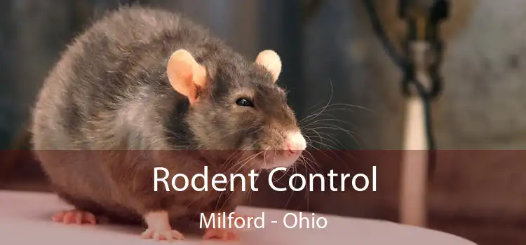 Rodent Control Milford - Ohio